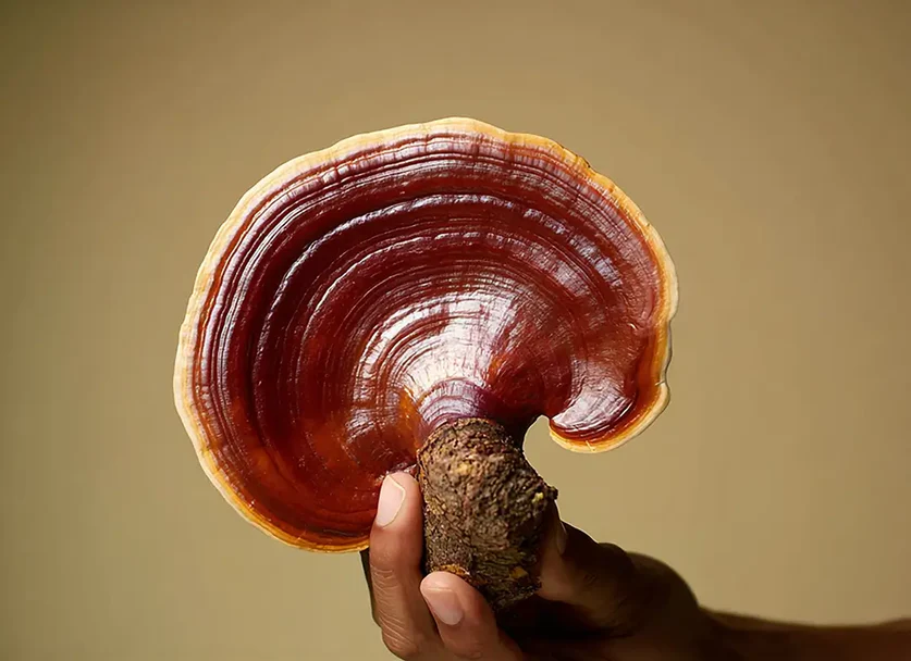 Reishi 10